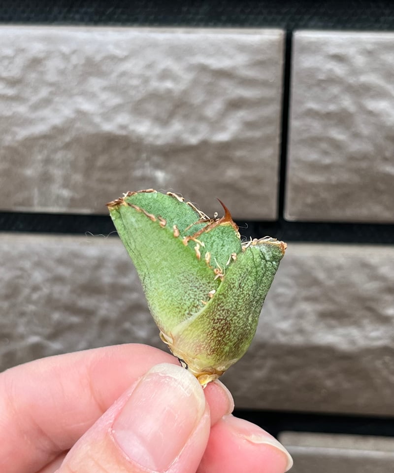 毒刺産 毒刺ND 未発根 | plants by frame