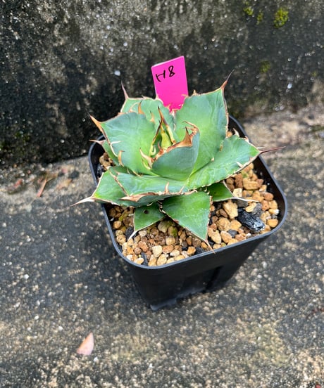 HADES /恐竜牙齒　発根済み　小株