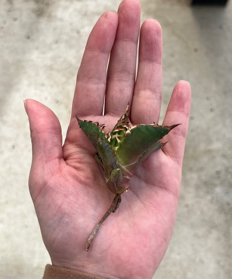 毒刺産　背刺紅猫　未発根