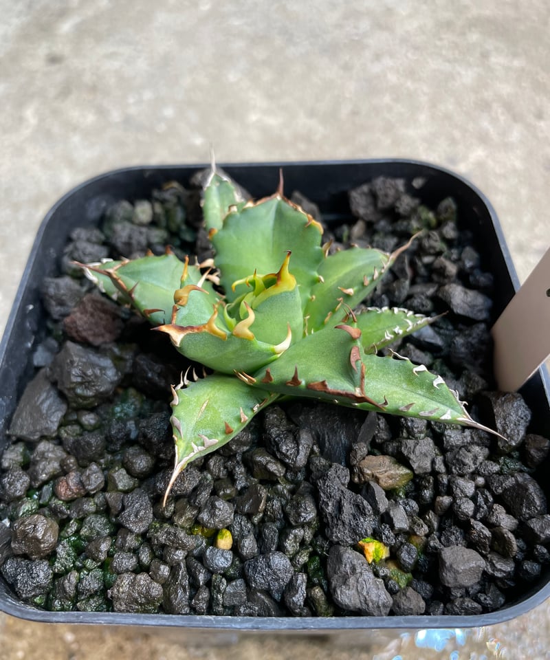 lize血統）姫厳龍 発根済 小株 | plants by frame