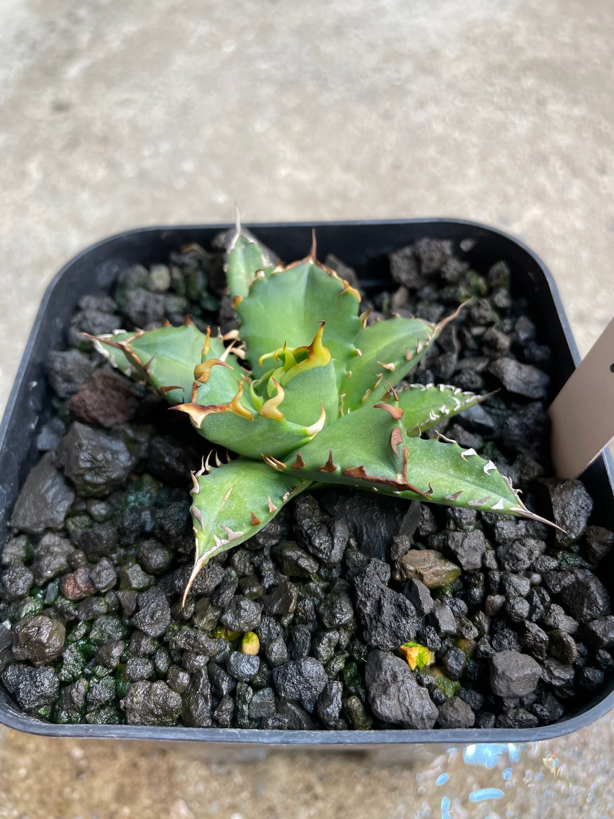 lize血統）姫厳龍 発根済 小株 | plants by frame