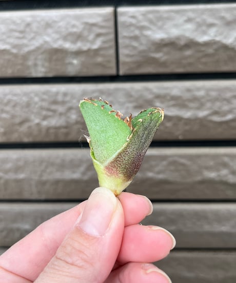 毒刺産　MS-ND 未発根