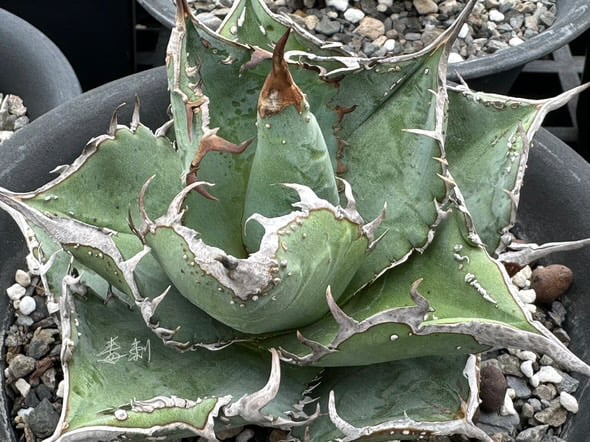 羽毛_中株_毒刺産_アガベ fit=scale-down,w=1200