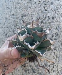 Berlin血統）毒蛇 発根済 | plants by frame