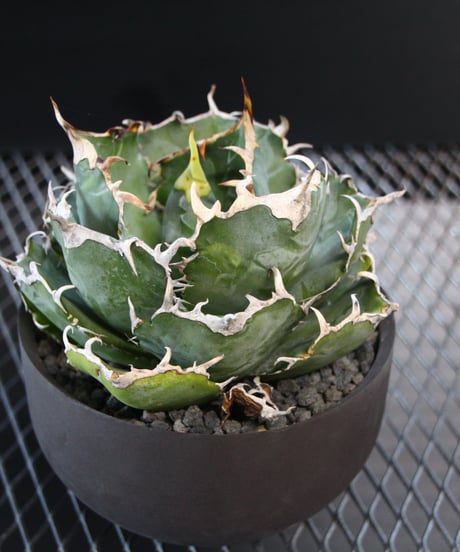 valiem植栽 白鯨　 Lsize