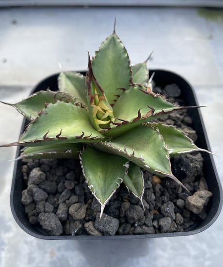 （lize血統）白排刺　発根済小株