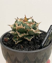 lize血統）清櫻 鉢付き | plants by frame