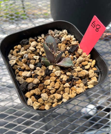 （lize血統）白鯨　発根済　子株（白8）