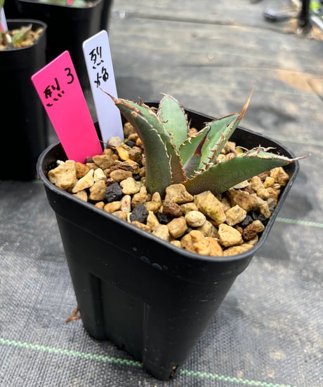 （TONY血統）烈焔　発根済　小株（烈焔3）