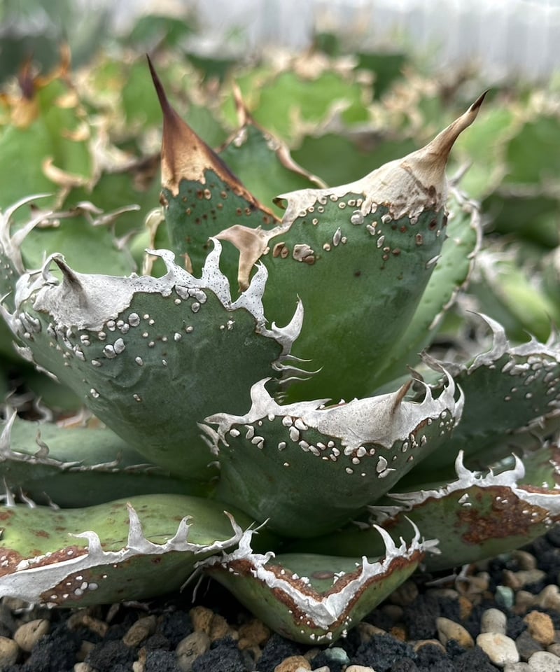 044 フラワー・ガーデニング Lize血統 麻花龍 未発根 子株！