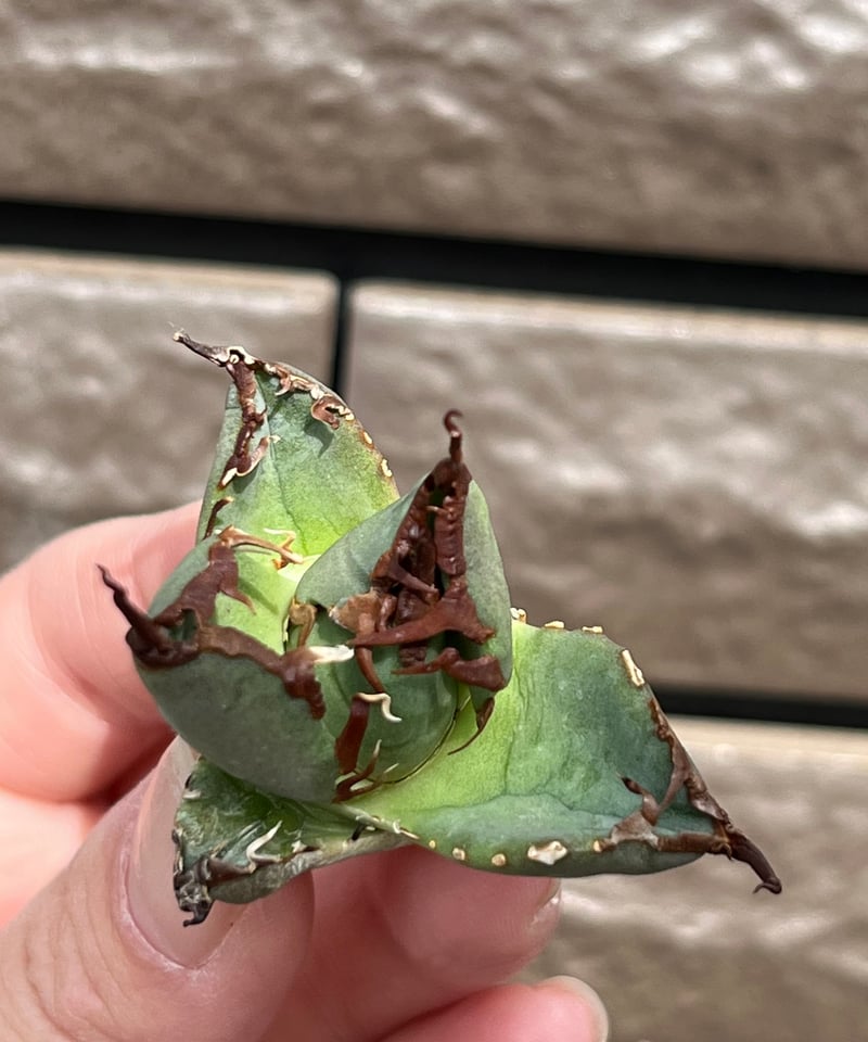 【専用】アガベ 麻花 毒刺血統【ご予約済み】 毒刺産 毒刺ND 未発根 | plants by frame