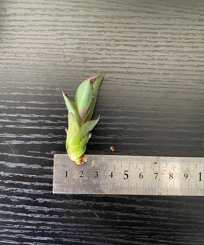 lize血統）緑犀牛 直子 ベアルート子株 | plants by frame