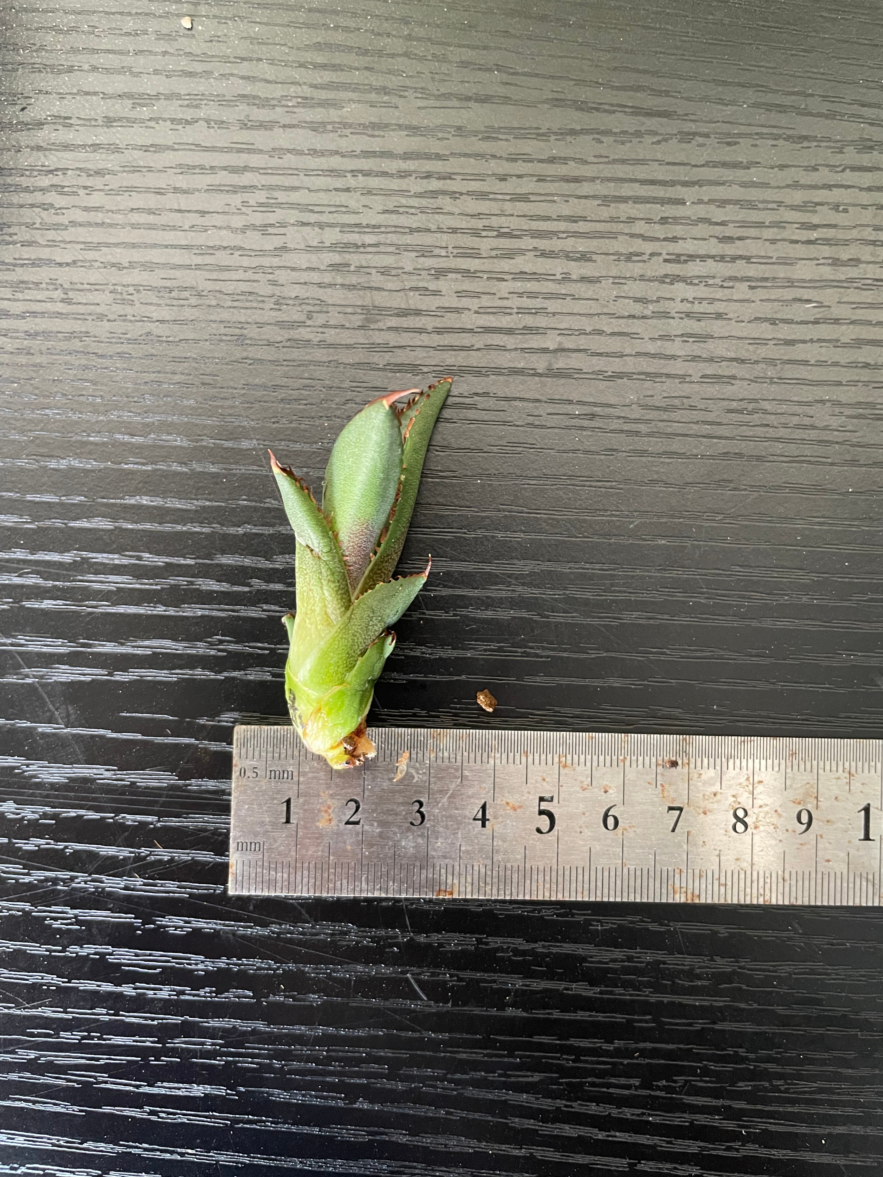 lize血統）緑犀牛 直子 ベアルート子株 | plants by frame