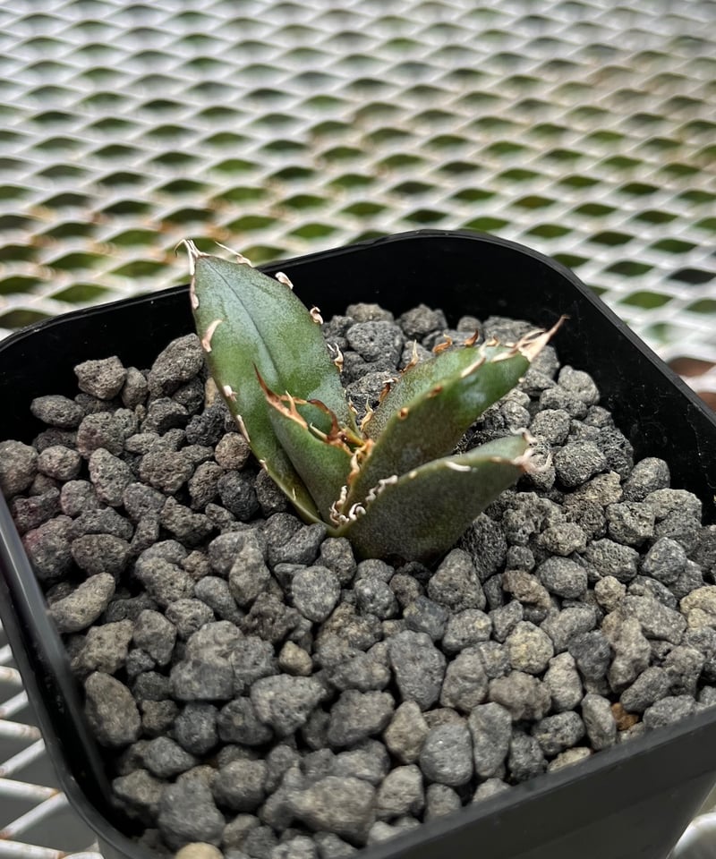 lize血統）白鯨 発根済 子株（A） | plants by frame