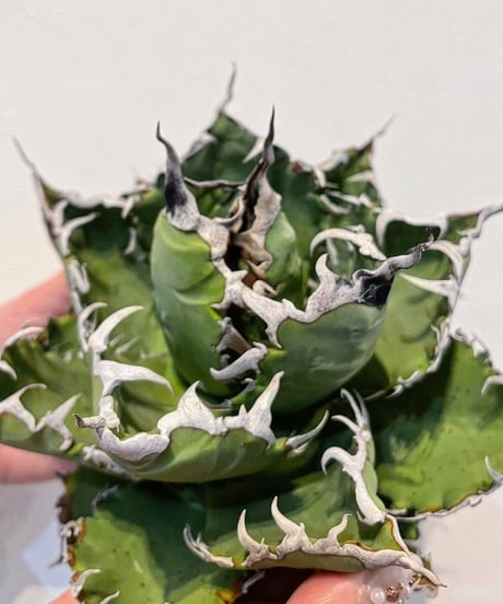 狂鯨　発根済　子株大