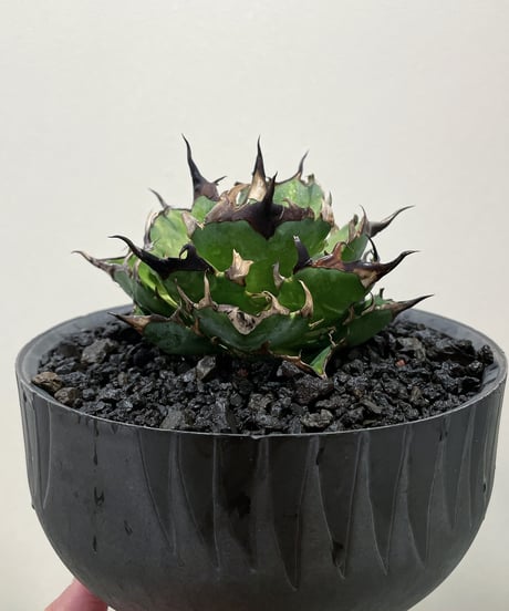 ハデス （発根済）　lize産（血統） CATEGORY ハデス | plants by frame