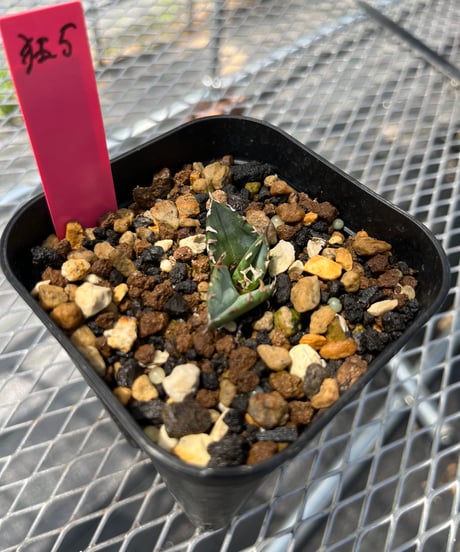 狂鯨　発根済　子株（狂5）