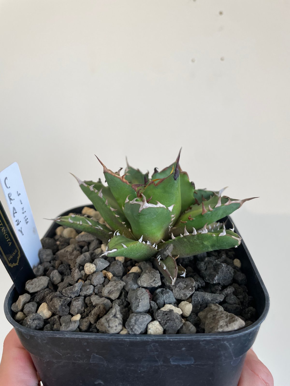 lize血統）crazy 発根済中株 | plants by frame