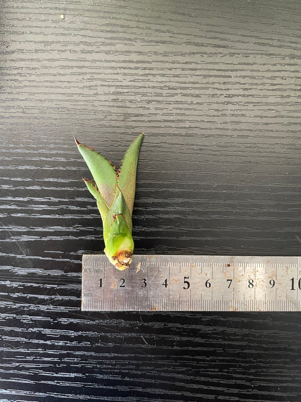 lize血統）緑犀牛 直子 ベアルート子株 | plants by frame