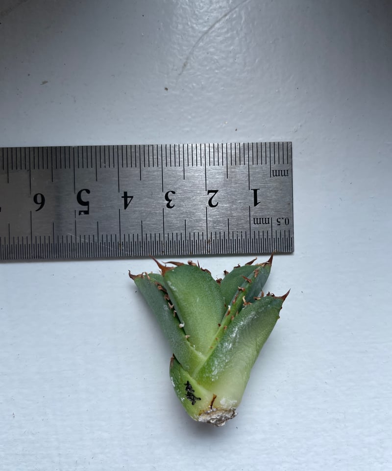 毒蛇 ベアルート子株 | plants by frame