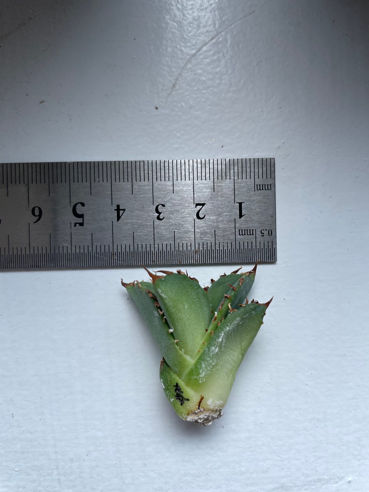 毒蛇 ベアルート子株 | plants by frame