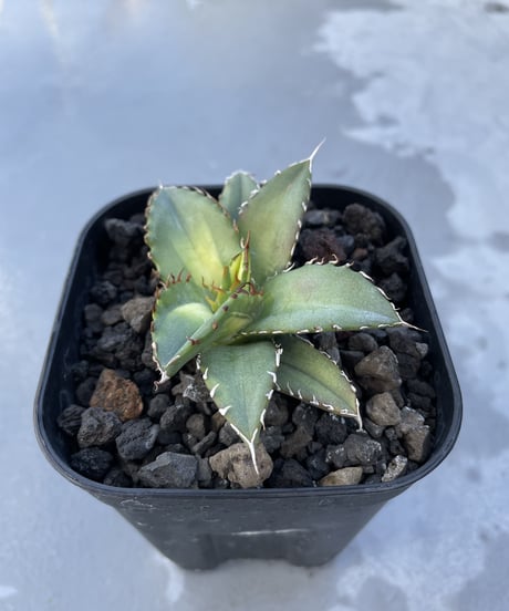 狂鯨　発根済　子株大