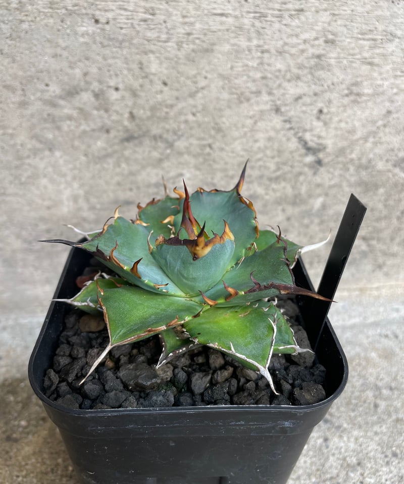 ハデス （発根済）　lize産（血統） ハデス （発根済） lize産（血統） アガベ チタノタ ハデス