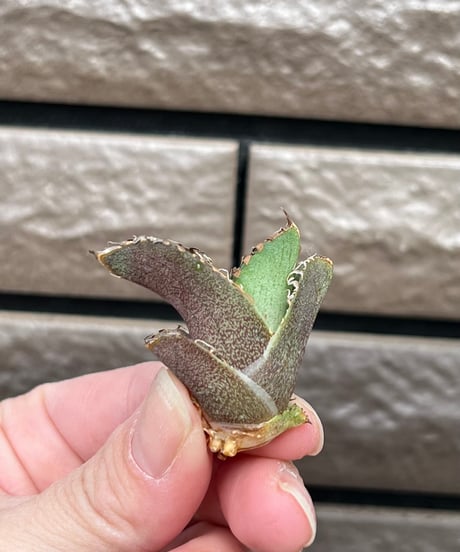 毒刺産　MS-ND 未発根