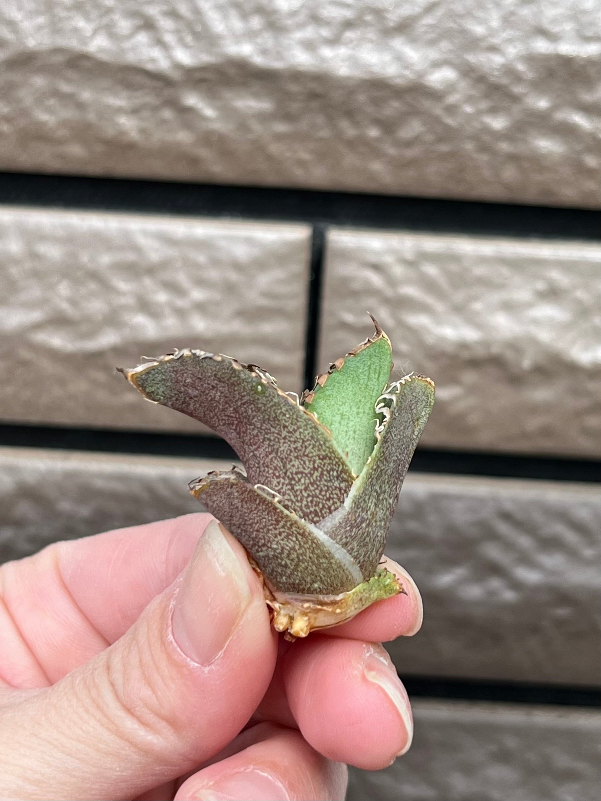 毒刺産 MS-ND 未発根 | plants by frame