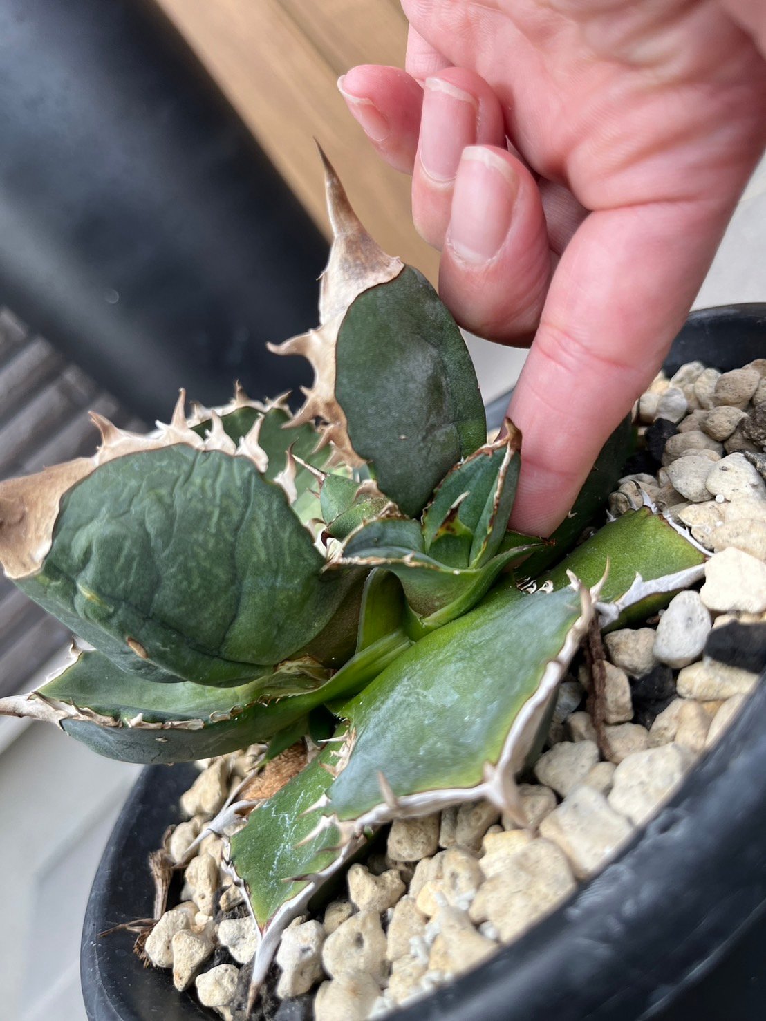 lize血統）緑犀牛 ベアルート子株 | plants by frame