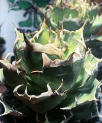 冰雹（LIZE血統） | plants by frame