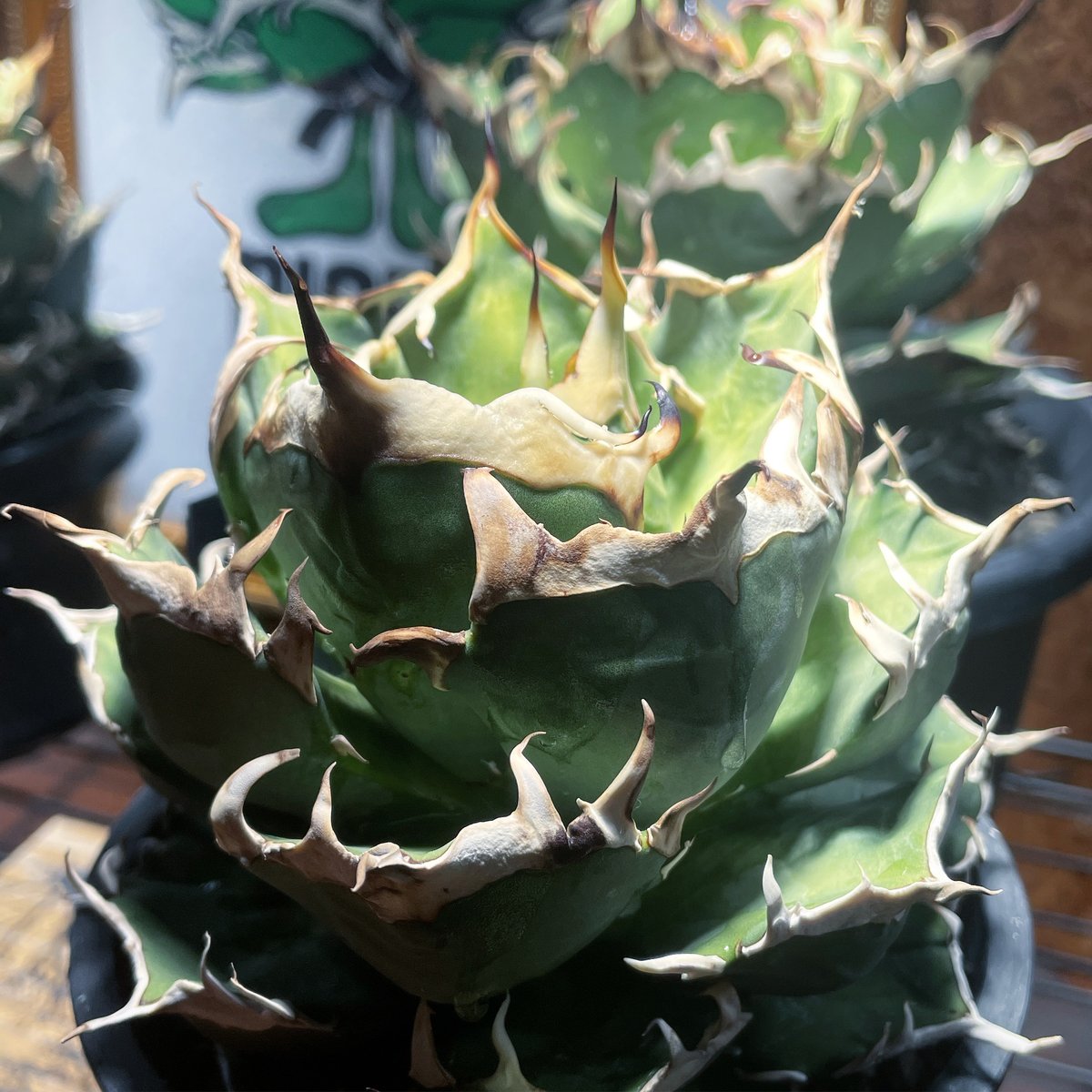 麻花　子株　ブツブツ　発根済み lize産）鬼爪 発根済小株 | plants by frame