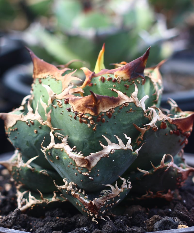 麻花龍 子株 doragon アガベ 麻花 子株付き