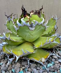 冰雹（LIZE血統） | plants by frame