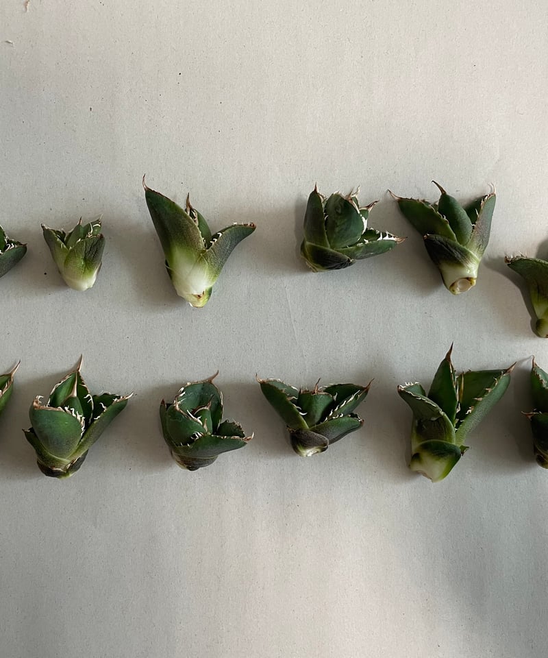 未発根）海王 子株 | plants by frame