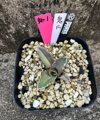 鬼爪　発根済　小株（鬼1）