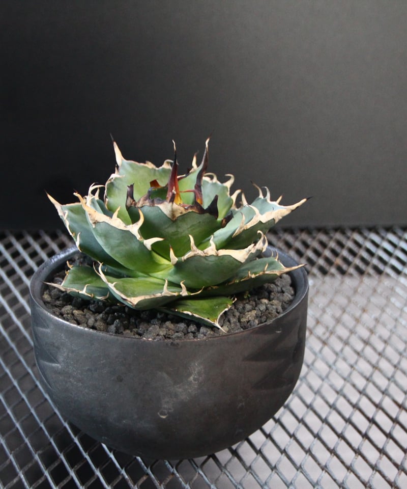 バリエムLサイズ 激レア限定品！Lサイズ Valiem Pot x Aobouzu