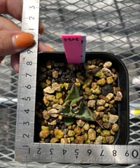 HADES 発根済み　子株（H21）