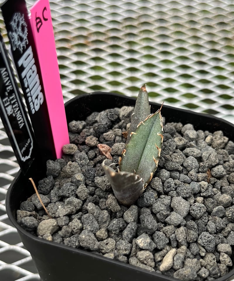 lize血統）白鯨 発根済 子株（C） | plants by frame