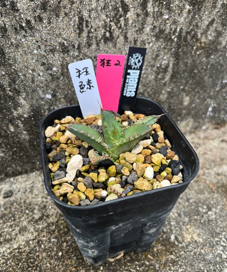 狂鯨　発根済　小株