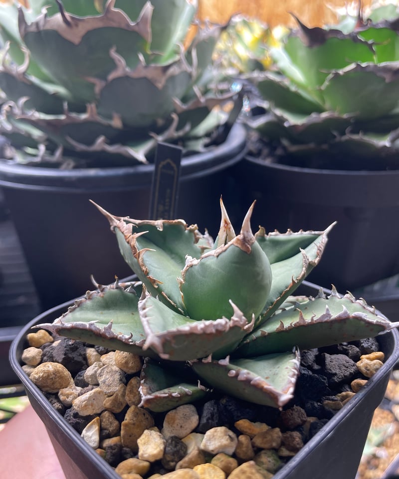 包心龍 発根済 小株 | plants by frame 