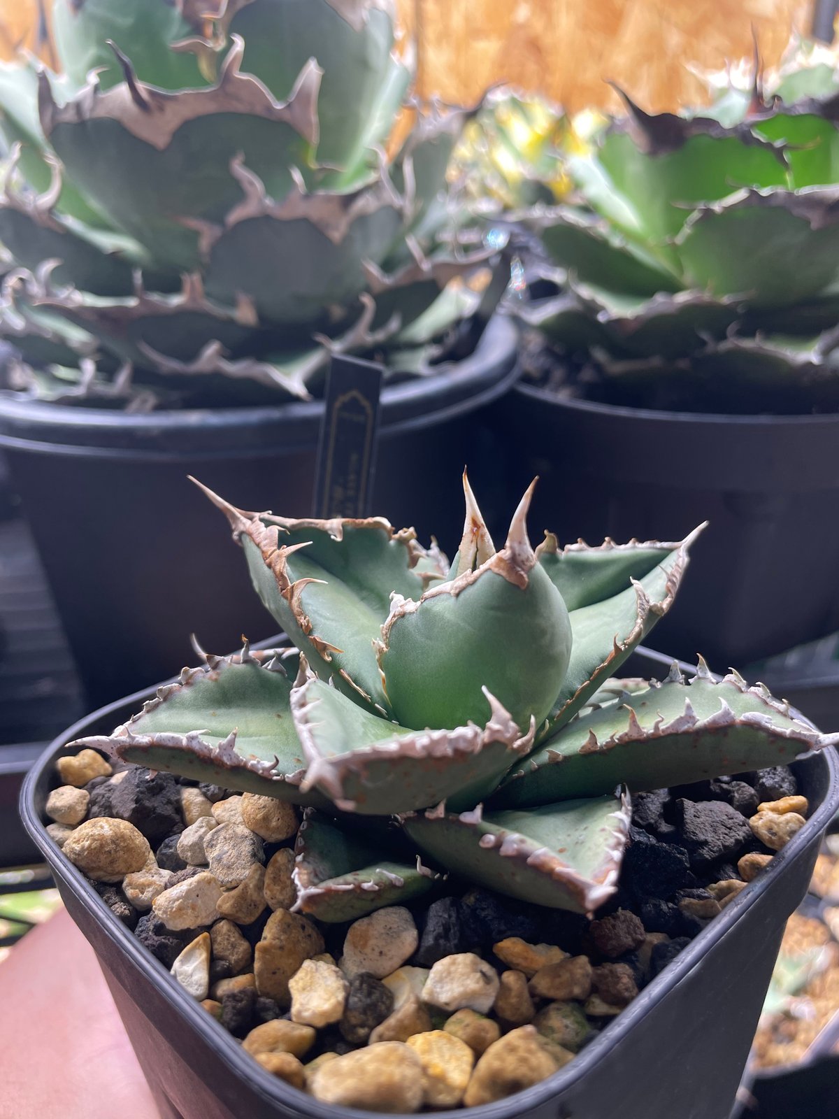 アガベ・チタノタ”Berlin毒蛇” 【公式通販】