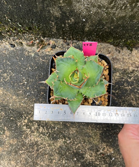 HADES /恐竜牙齒　発根済み　小株