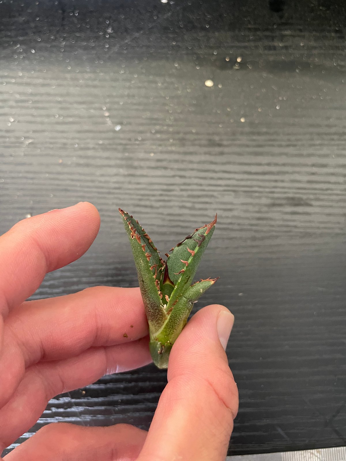 lize血統）緑犀牛 直子 ベアルート子株 | plants by frame