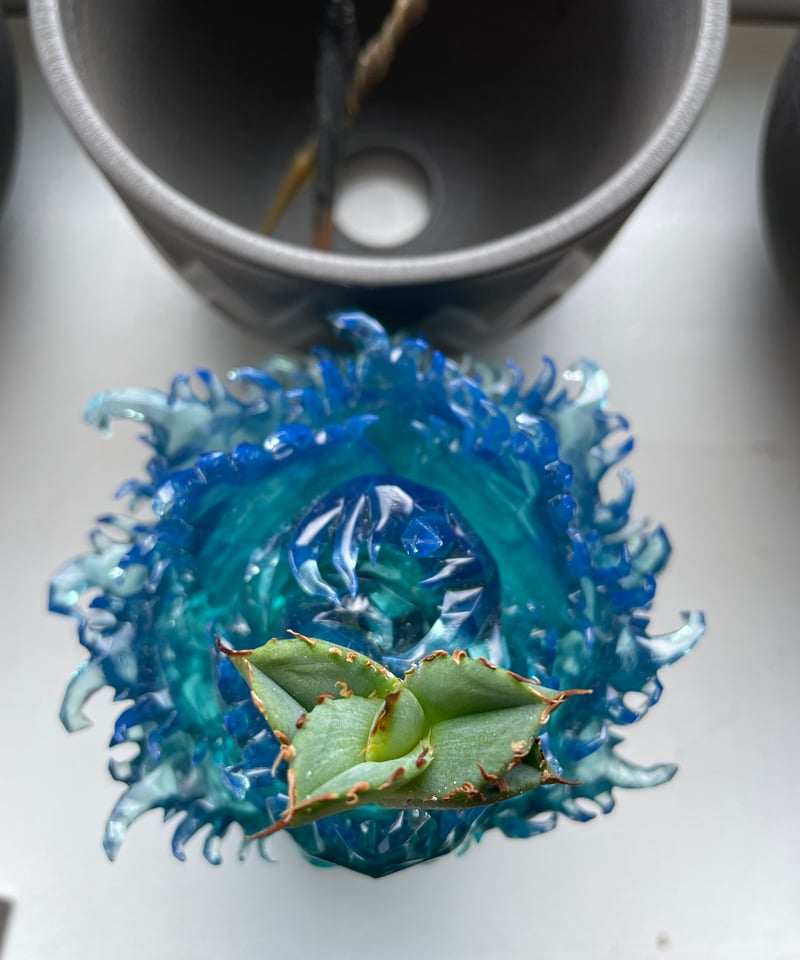 毒蛇 ベアルート子株 | plants by frame