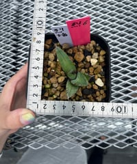 （TONY血統）烈焰　発根済　小株