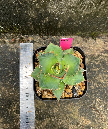 HADES /恐竜牙齒　発根済み　小株