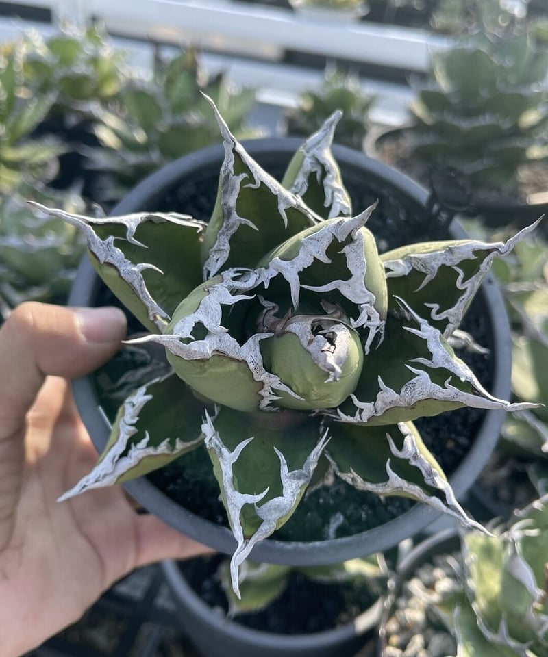 アガベチタノタ 包心龍 発根済 【公式通販】