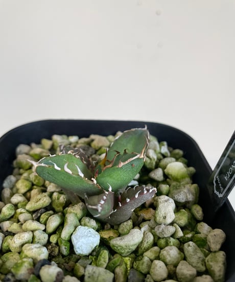 （lize血統）鬼爪　発根済　子株