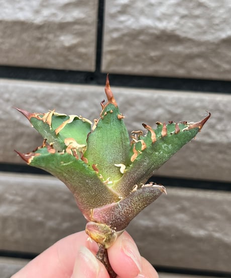 毒刺産　背刺紅猫　未発根